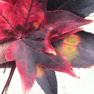 Meet your Posher, Maribell